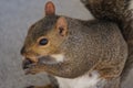 Squirrel Royalty Free Stock Photo