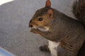 Squirrel Royalty Free Stock Photo