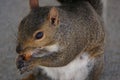 Squirrel Royalty Free Stock Photo