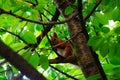 Squirrel on a tree eating red cherry