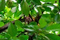 Squirrel on a tree eating red cherry