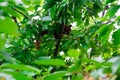 Squirrel on a tree eating red cherry