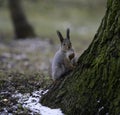 Squirrel on a tree Royalty Free Stock Photo