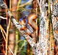 Squirrel on a tree. Forest beauty. Royalty Free Stock Photo