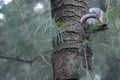 Squirrel on a tree in the forest. Mexico Royalty Free Stock Photo