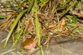 Squirrel Tree Frog - Hyla squirella