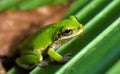 Squirrel tree frog on saw palmetto