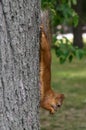 Squirrel on a tree in full growth, hanging gnaws a nut, side view