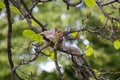 Squirrel on the tree Royalty Free Stock Photo