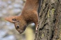 Squirrel on a tree goes down close up photo Royalty Free Stock Photo
