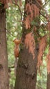 squirrel on a tree in green park Royalty Free Stock Photo