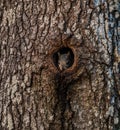 Squirrel in a tree hole Royalty Free Stock Photo