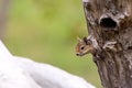 Squirrel on a Tree Hollow