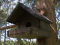 Squirrel tree house
