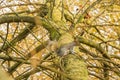 Squirrel on tree in Hyde Park London Royalty Free Stock Photo