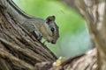 squirrel on the tree