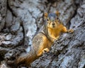 Squirrel In a Tree Looking at Camera