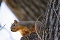 Squirrel in tree looking at camera Royalty Free Stock Photo