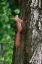 Squirrel on a tree