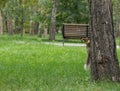 Squirrel on a tree looks up