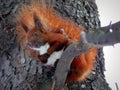 Squirrel on a tree