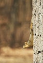 Squirrel on Tree Royalty Free Stock Photo