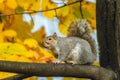 Squirrel on a tree in parco del Valentino Turin Italy Royalty Free Stock Photo