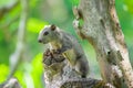 Squirrel on a tree. Royalty Free Stock Photo