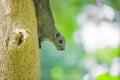 Squirrel on a tree. Royalty Free Stock Photo