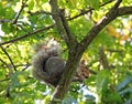 Squirrel in tree Royalty Free Stock Photo