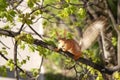 Squirrel on a tree Royalty Free Stock Photo