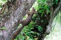 Squirrel on the tree Royalty Free Stock Photo