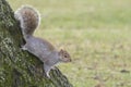 A squirrel on a tree