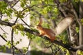 Squirrel on a tree