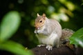 Squirrel Royalty Free Stock Photo