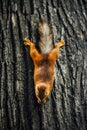 Squirrel on a tree, textured tree bark background