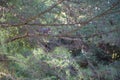 Branches of a coniferous green tree, among the branches a blurry silhouette of a squirrel. Natural background