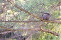 Branches of a coniferous green tree, among the branches a blurry silhouette of a squirrel. Natural background