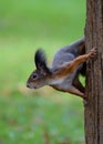 Squirrel on tree trunk Royalty Free Stock Photo