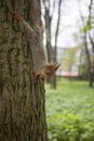 Squirrel On Tree Trunk Looking At Camera Royalty Free Stock Photo