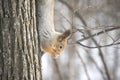 Squirrel on a tree upside down, trying something there. Royalty Free Stock Photo