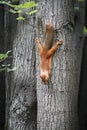 Squirrel on the tree