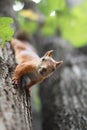 Squirrel on the tree