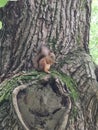 A red-haired squirrel posed on a tree (Odintsovo, Russia).