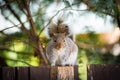 Squirrel Royalty Free Stock Photo