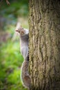 Squirrel Royalty Free Stock Photo