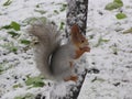 Squirrel on the tree in winter Royalty Free Stock Photo