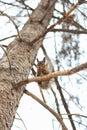 Squirrel on tree on winter day Royalty Free Stock Photo