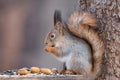 Squirrel tree in winter Royalty Free Stock Photo