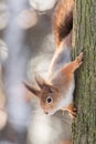Squirrel on the tree in winter Royalty Free Stock Photo